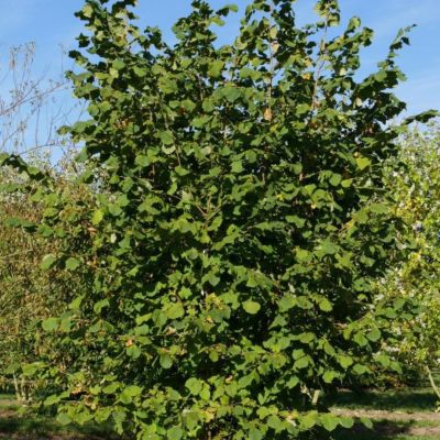 Лещина Фертиль де Коутард Лещина Фертиль де Коутард - Dolina-Sad.Ru