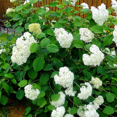 Гортензия метельчатая Прим Уайт, С1,5 Гортензия метельчатая Прим Уайт, С1,5 - Dolina-Sad.Ru