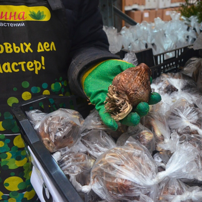 Амариллис Олаф - Dolina-Sad.Ru