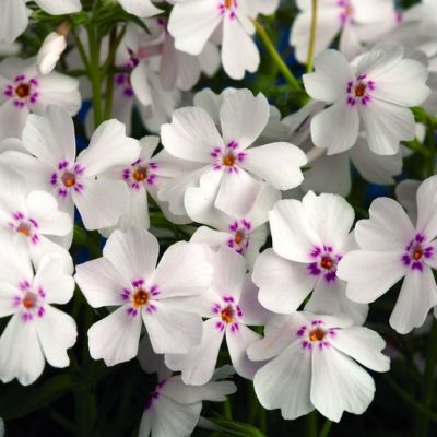 Флокс шиловидный Эмейзинг Грейс , x Флокс шиловидный Эмейзинг Грейс , x фото