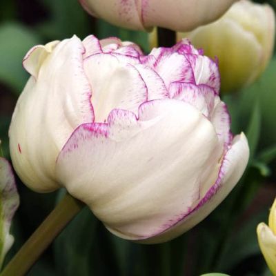 Тюльпан Нормандия фото