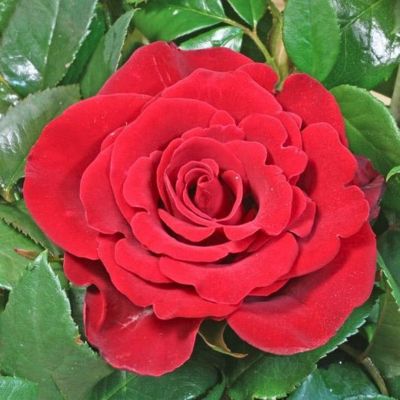 Роза Секси Ред Роза Секси Ред - Dolina-Sad.Ru