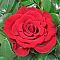 Роза Секси Ред Роза Секси Ред - Dolina-Sad.Ru