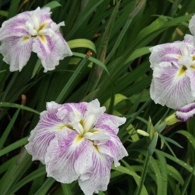 Ирис мечевидный Когешо - Dolina-Sad.Ru