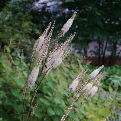 Воронец кистевидная кордифолия Воронец кистевидная кордифолия - Dolina-Sad.Ru