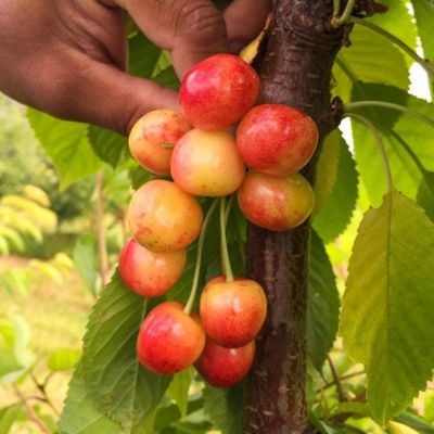 Черешня Наслаждение фото