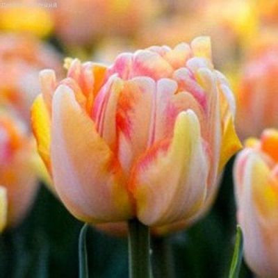 Тюльпан Фокси Фокстрот Тюльпан Фокси Фокстрот фото