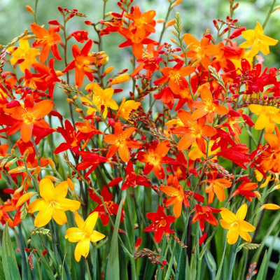 Крокосмия Микс фото