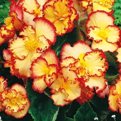 Бегония Маргината желто-красная фото