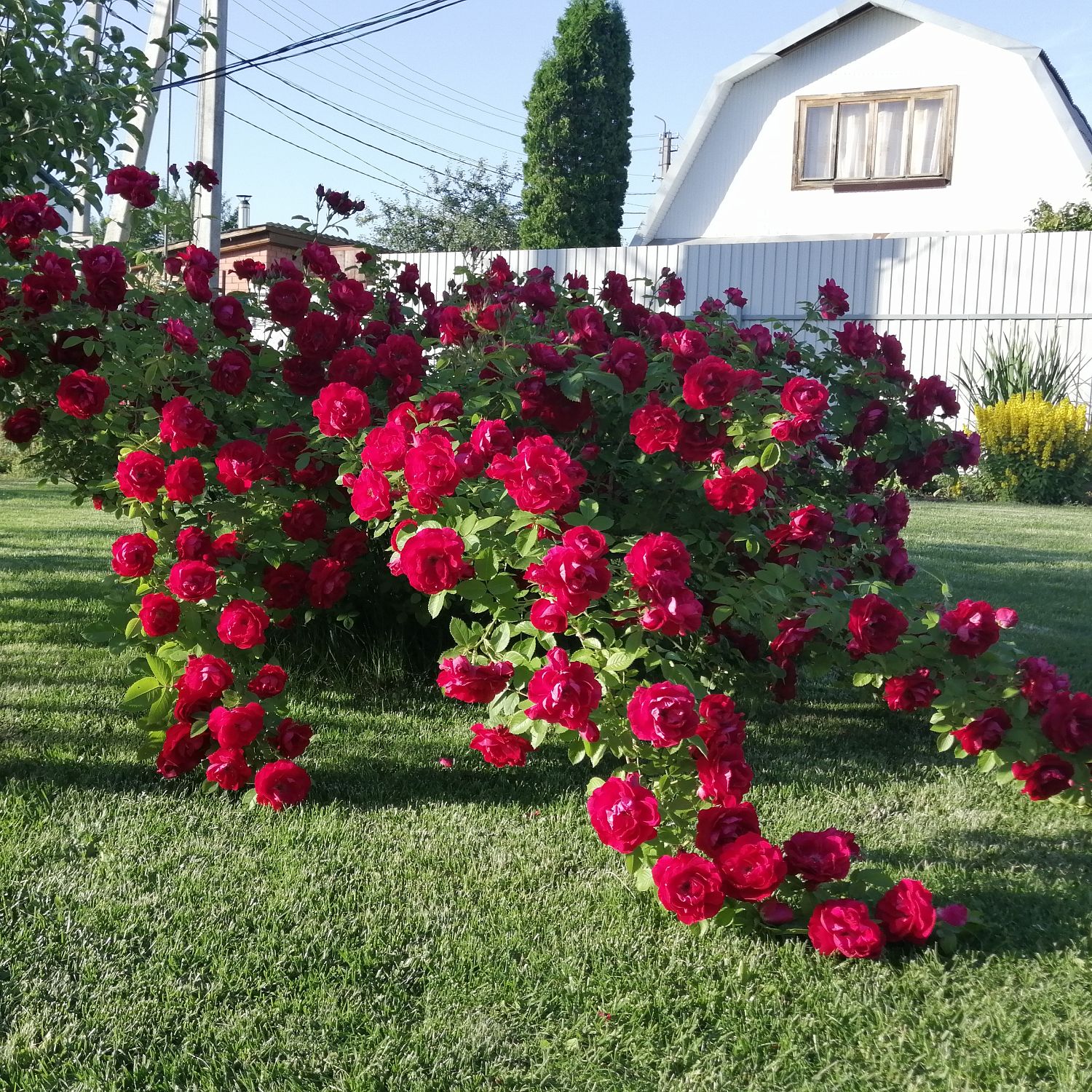 Роза Фламентанц Роза Фламентанц - Dolina-Sad.Ru