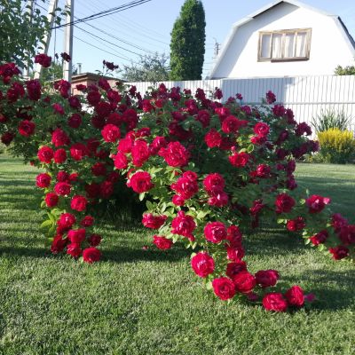 Роза Фламентанц Роза Фламентанц - Dolina-Sad.Ru