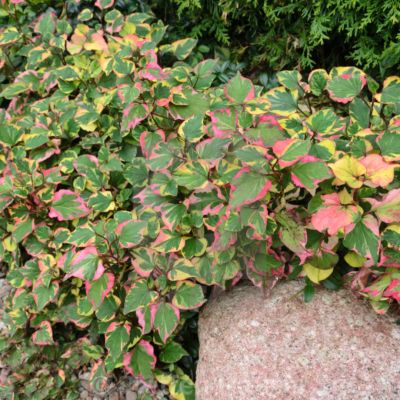 Хауттюйния сердцевидная Хамелеон Хауттюйния сердцевидная Хамелеон - Dolina-Sad.Ru