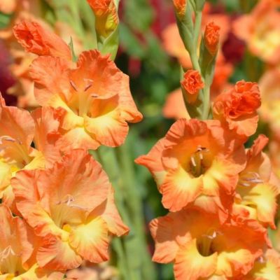 Гладиолус Овация Гладиолус Овация - Dolina-Sad.Ru