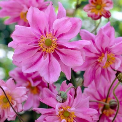 Анемона гибридная Леди Гилмор - Dolina-Sad.Ru