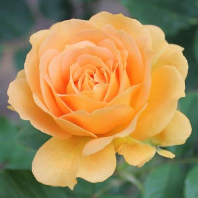 Роза Свит Хоней  фото