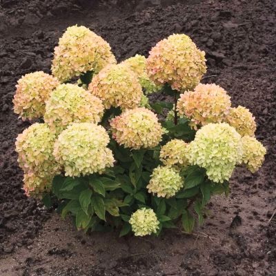 Гортензия метельчатая Коттон Крим, С3 - Dolina-Sad.Ru