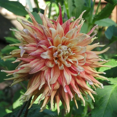 Георгина Манияк Георгина Манияк фото