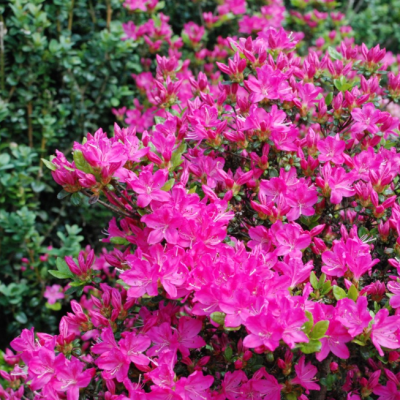 Рододендрон Блау Донау фото