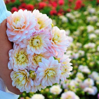 Георгина Дианас Мемори Георгина Дианас Мемори фото