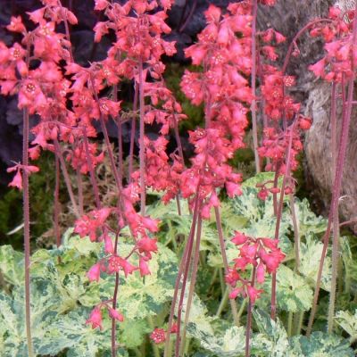 Гейхера Геркулес Гейхера Геркулес - Dolina-Sad.Ru