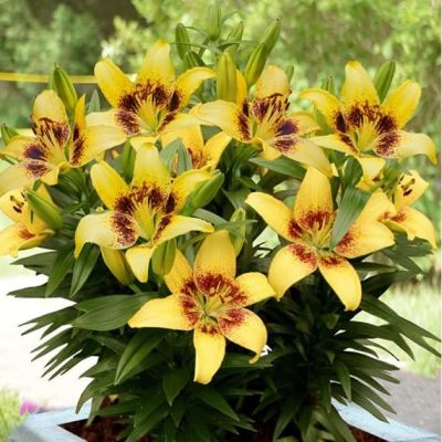 Лилия Жоан Песоа Лилия Жоан Песоа фото