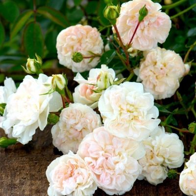 Роза Свани Роза Свани фото