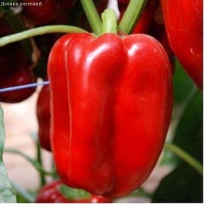 Перец Слон F1 Перец Слон F1 фото