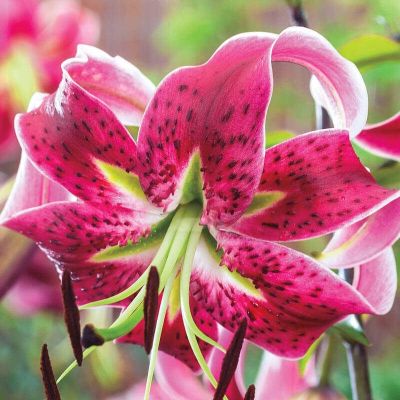 Лилия Мисс Фея Лилия Мисс Фея фото