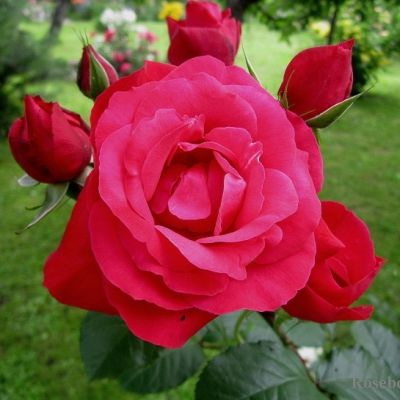 Роза Хайдельберг фото