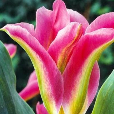 Тюльпан Виринчик Тюльпан Виринчик фото