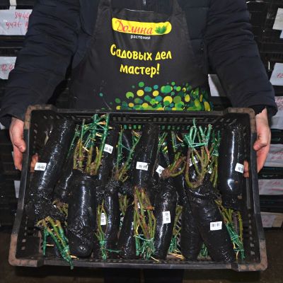 Роза Королева Елизавета Роза Королева Елизавета фото