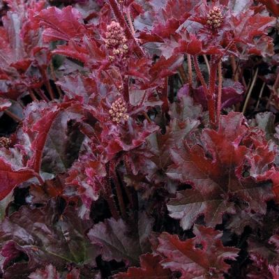 Гейхера Кримсон Керлз Гейхера Кримсон Керлз - Dolina-Sad.Ru