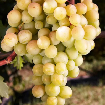 Виноград Восторг мускатный Виноград Восторг мускатный фото