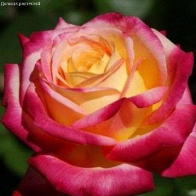 Роза Пулман Роза Пулман фото