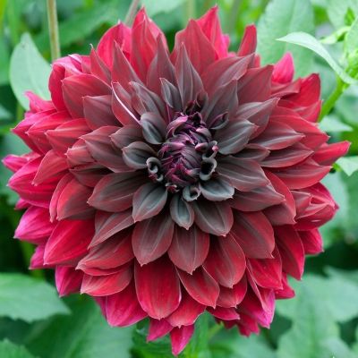 Георгина Ла Реколета - Dolina-Sad.Ru