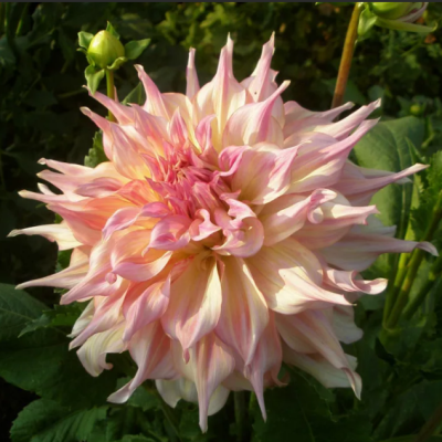 Георгина Пенхил Ватермелон Георгина Пенхил Ватермелон фото