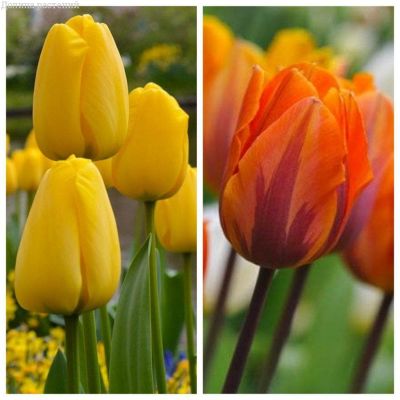 Комплект тюльпанов Триумф Комплект тюльпанов Триумф фото