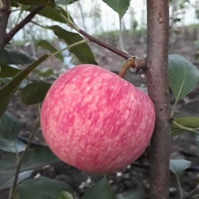 Яблоня Спартак Яблоня Спартак - Dolina-Sad.Ru