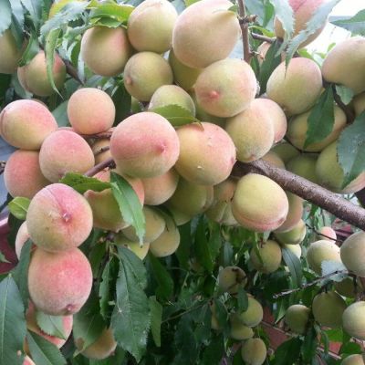 Персик Белый лебедь - Dolina-Sad.Ru