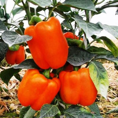 Перец Оранжевый бык Н13 Перец Оранжевый бык Н13 фото