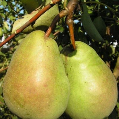 Груша Бере Люка/Осенняя Груша Бере Люка/Осенняя - Dolina-Sad.Ru