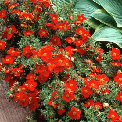 Лапчатка кустарниковая Ред Робин Лапчатка кустарниковая Ред Робин фото