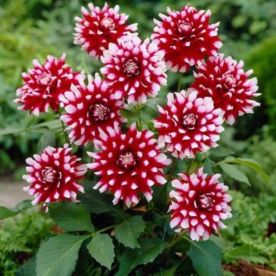 Георгина Верди Сидлерфрейд - Dolina-Sad.Ru