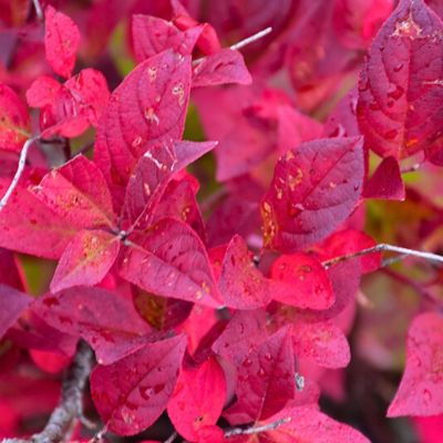 Итея вингирская Мерлот - Dolina-Sad.Ru