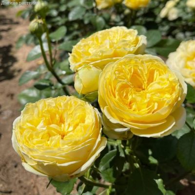 Роза Каталина в горшке Роза Каталина в горшке - Dolina-Sad.Ru