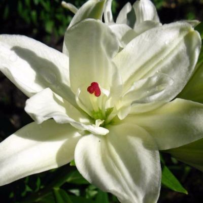 Лилия Анна Мария Дрим Лилия Анна Мария Дрим фото