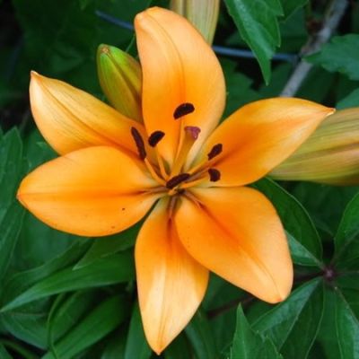 Лилия Индиан Даймонд Лилия Индиан Даймонд фото