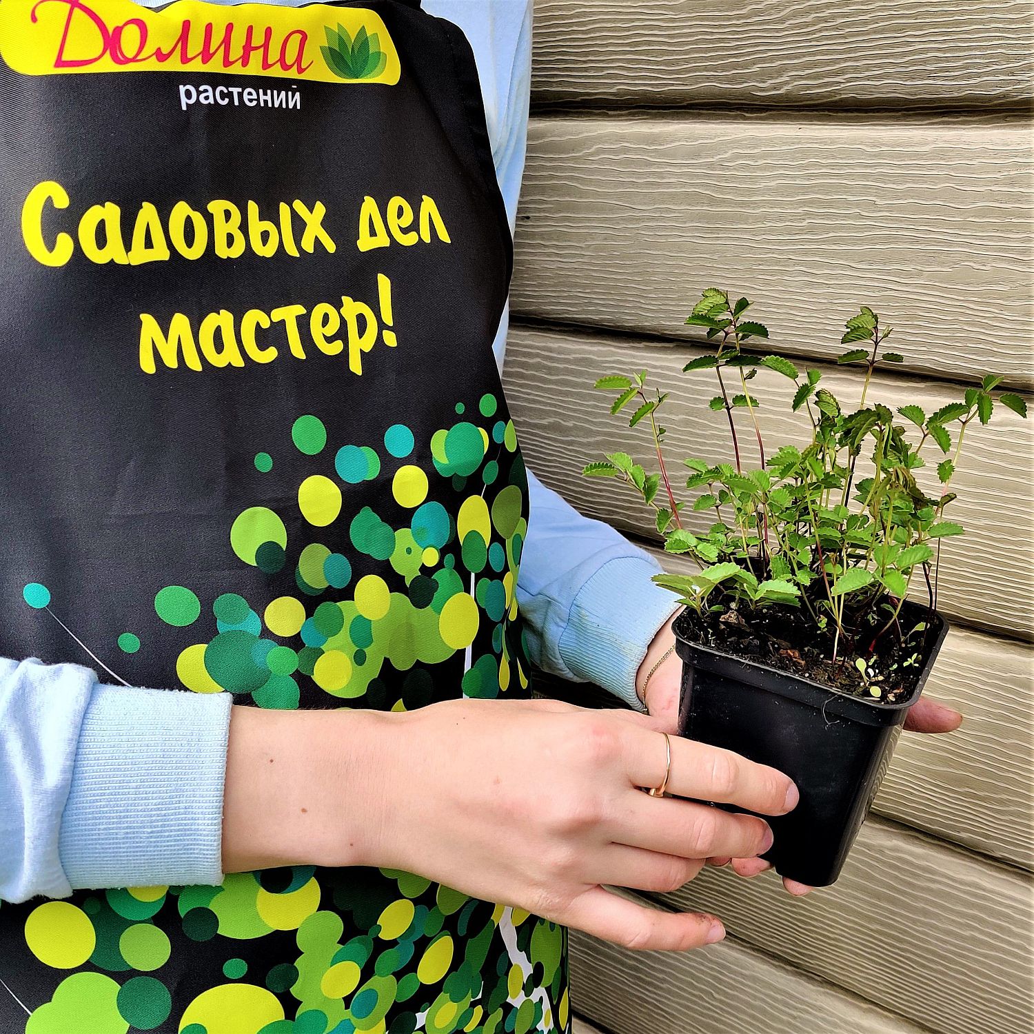 Кровохлебка лекарственная Танна Кровохлебка лекарственная Танна фото