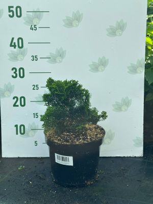 Кипарисовик туполистный Нана Грацилис, С3 - Dolina-Sad.Ru