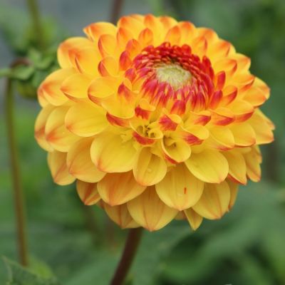 Георгина Санни Бой - Dolina-Sad.Ru